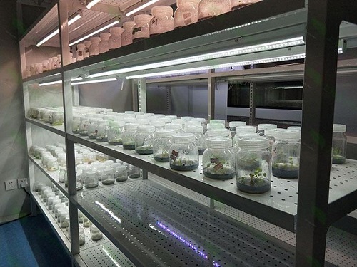临泽植物组织培养实验室设计建设方案